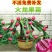 红肉(火龙果)盆栽红心火龙果南北方四季种植当年结果
