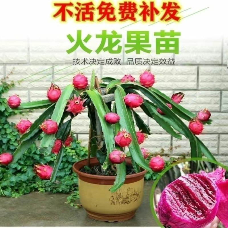 红肉(火龙果)盆栽红心火龙果南北方四季种植当年结果