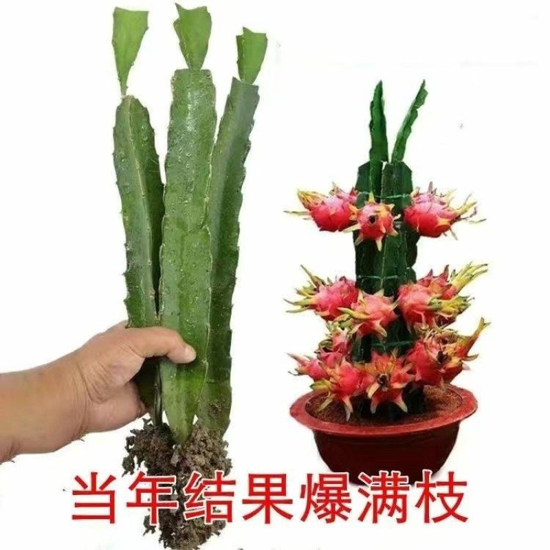 红肉(火龙果)盆栽红心火龙果南北方四季种植当年结果