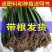 红肉(火龙果)盆栽红心火龙果南北方四季种植当年结果