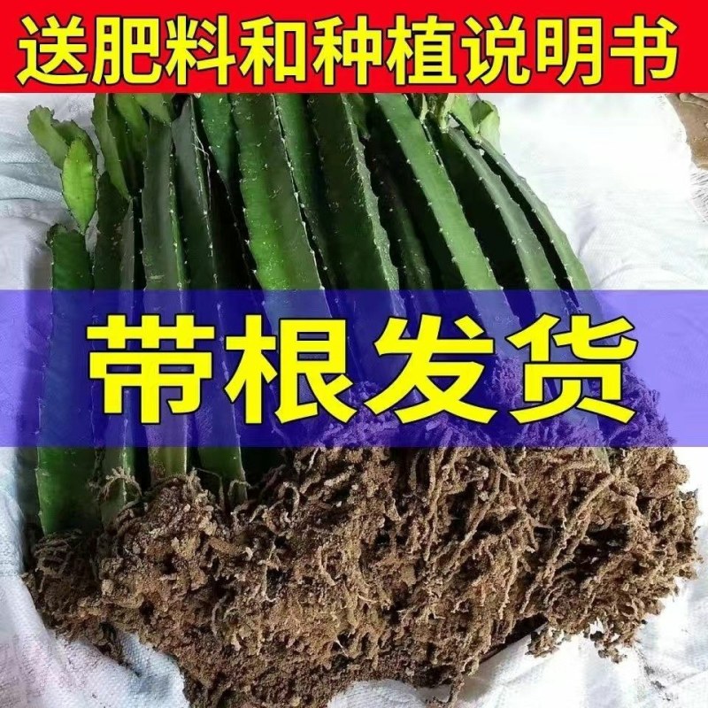 红肉(火龙果)盆栽红心火龙果南北方四季种植当年结果