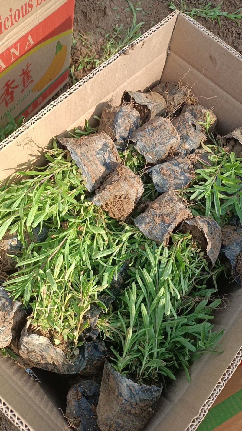薰衣草薰衣草花海用苗青州草花基地