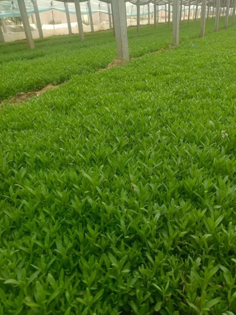 薰衣草薰衣草花海用苗青州草花基地