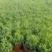 薰衣草薰衣草花海用苗青州草花基地