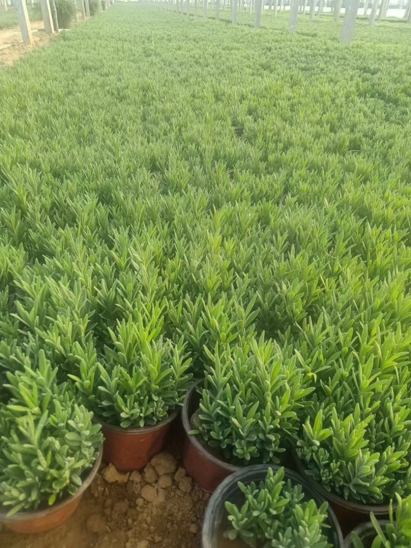 薰衣草薰衣草花海用苗青州草花基地