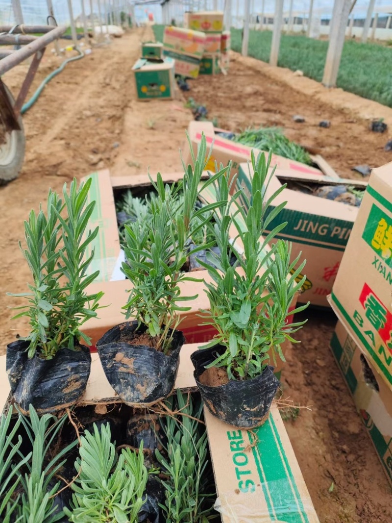 薰衣草薰衣草花海用苗青州草花基地