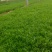 薰衣草薰衣草花海用苗青州草花基地