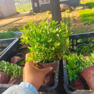 千屈菜千屈菜基地大量供应千屈菜规格齐全，成活率高