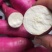 商薯19软糯香甜一手货源可视频看货欢迎选购