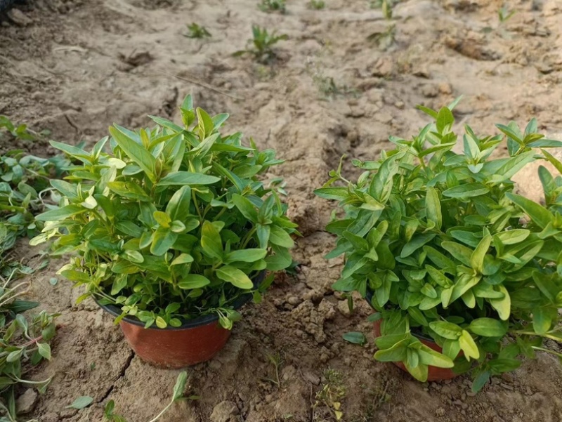 千屈菜千屈菜基地大量供应千屈菜规格齐全，成活率高