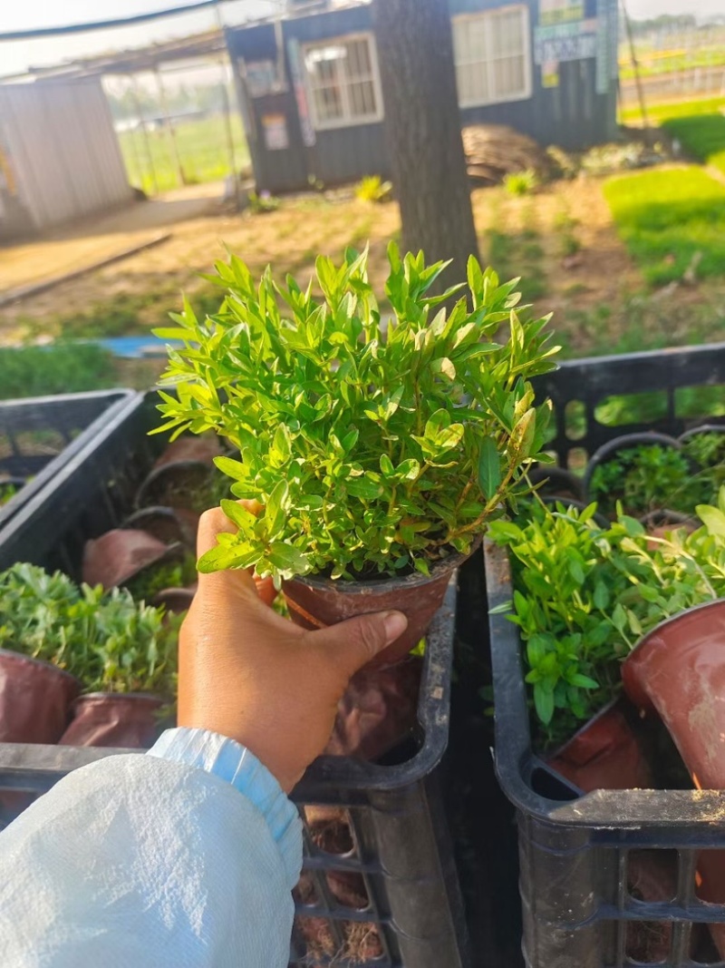 千屈菜千屈菜基地大量供应千屈菜规格齐全，成活率高