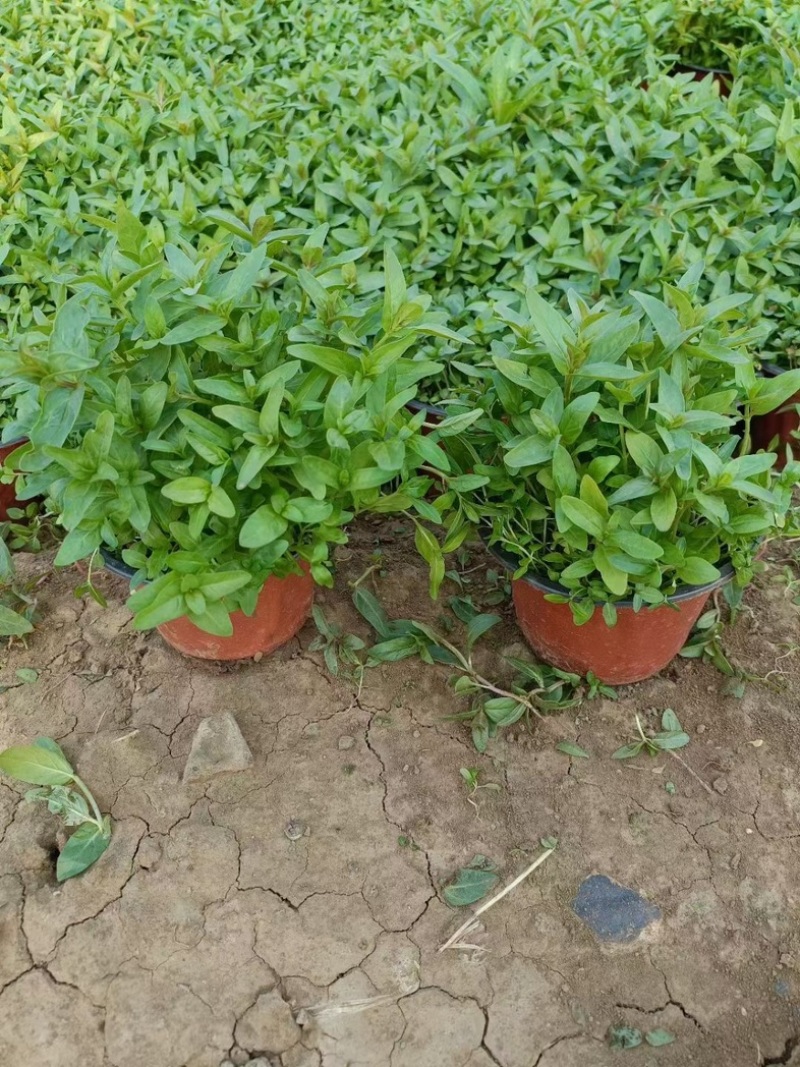 千屈菜千屈菜基地大量供应千屈菜规格齐全，成活率高