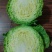 玉田甘蓝大量上市