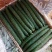 长年代发矮颗白菜～精品黄瓜～无籽美都五一大量上市，需要给