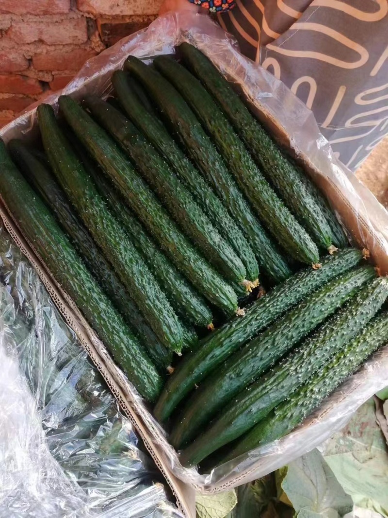 长年代发矮颗白菜～精品黄瓜～无籽美都五一大量上市，需要给
