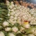 精品白菜黄心白菜货源充足量大从优质量保证欢迎咨询