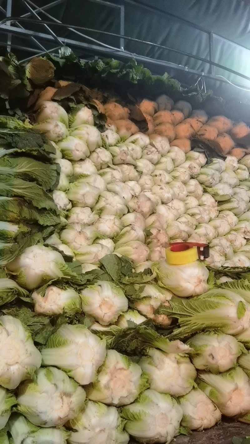精品白菜黄心白菜货源充足量大从优质量保证欢迎咨询