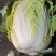 精品白菜黄心白菜货源充足量大从优质量保证欢迎咨询