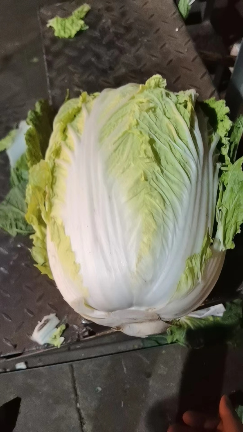 精品白菜黄心白菜货源充足量大从优质量保证欢迎咨询
