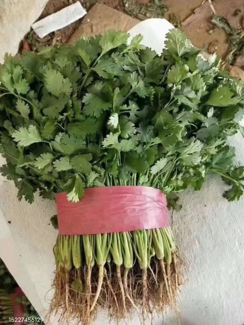 本地大叶香菜大量上市，质量保证，支持各种包装需要联系