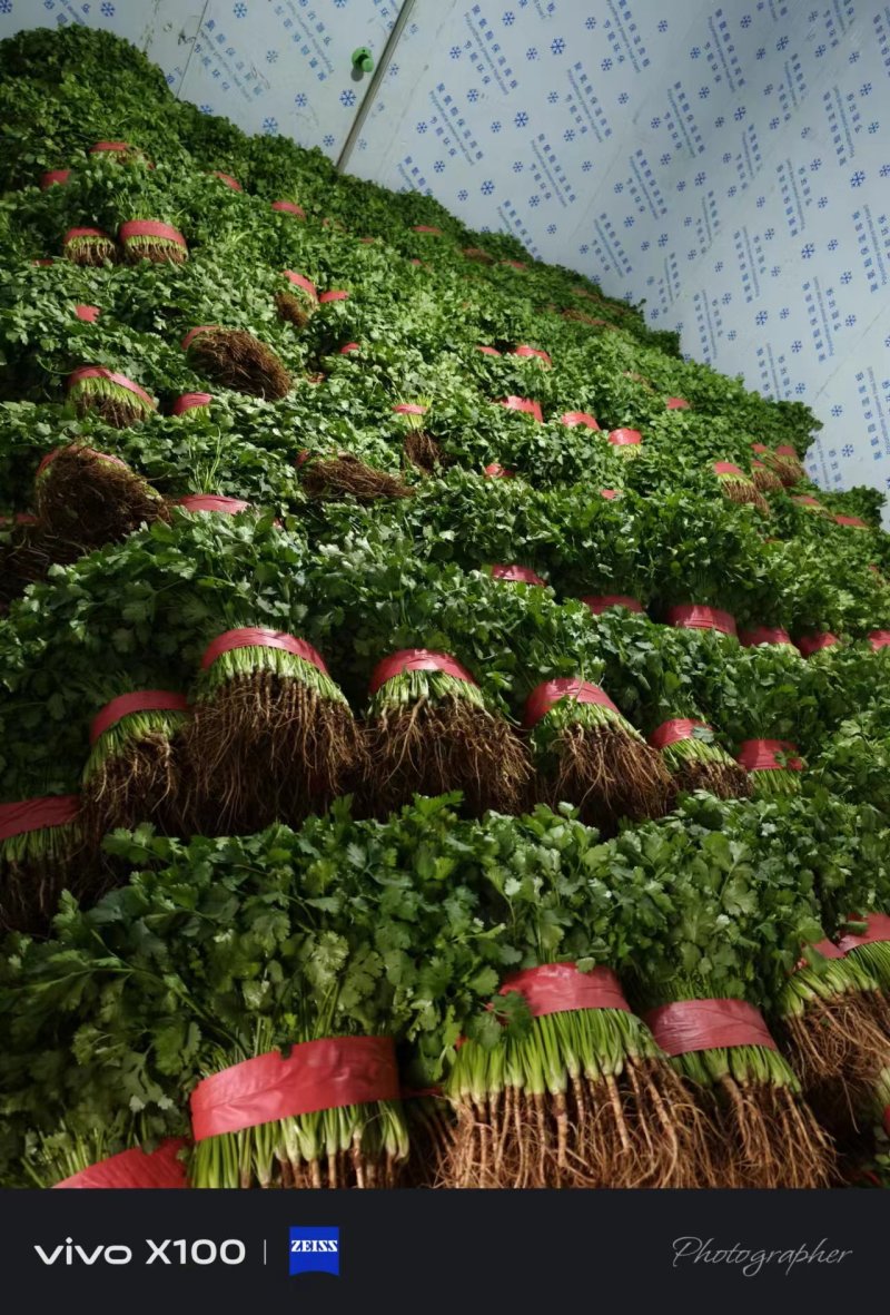 本地大叶香菜大量上市，质量保证，支持各种包装需要联系