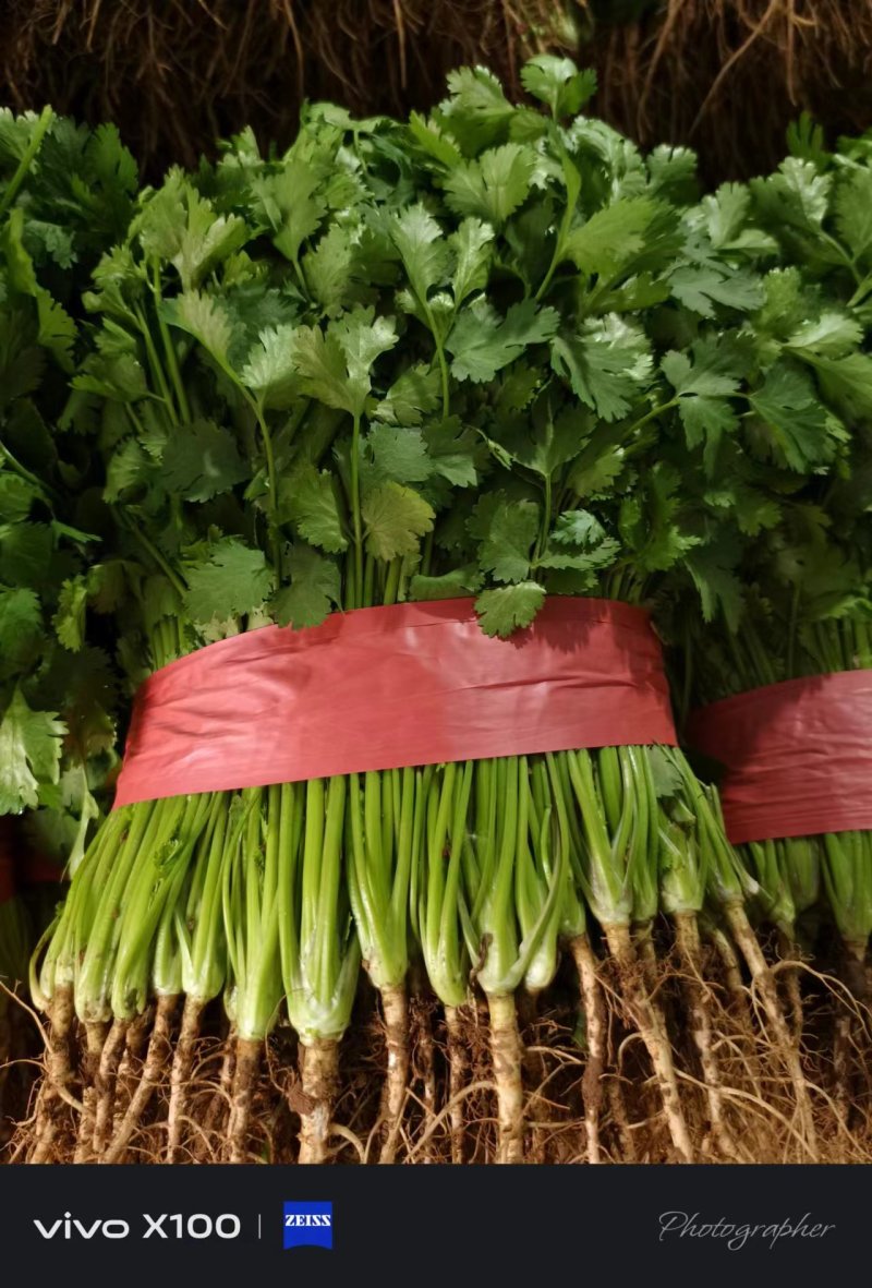 本地大叶香菜大量上市，质量保证，支持各种包装需要联系