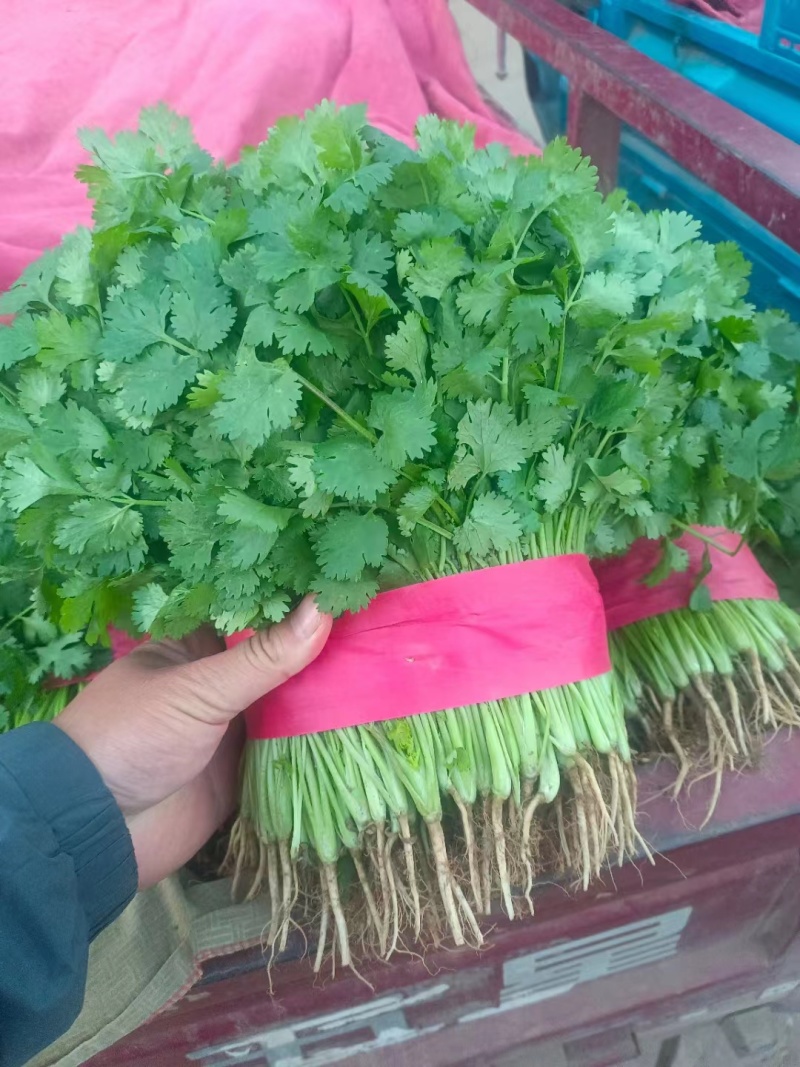 本地大叶香菜大量上市，质量保证，支持各种包装需要联系