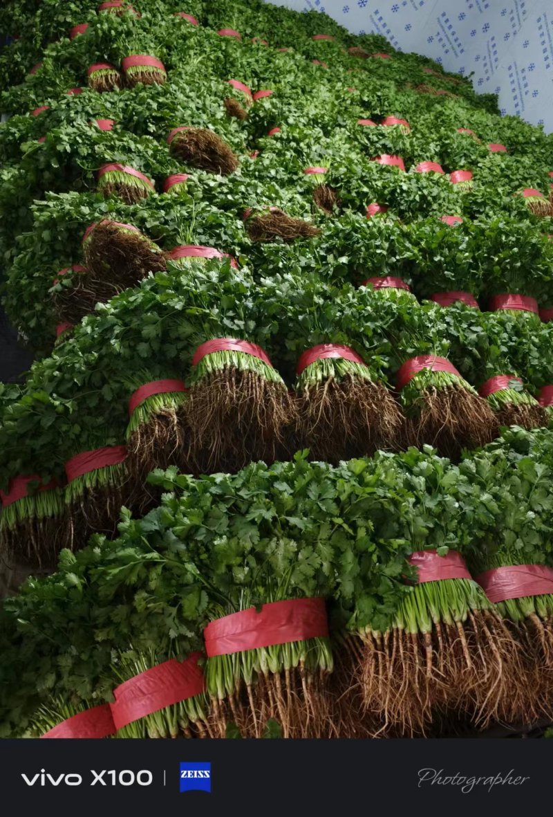 本地大叶香菜大量上市，质量保证，支持各种包装需要联系