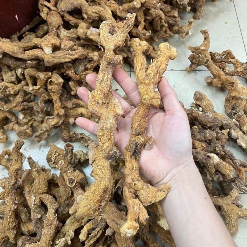 【精选】野生黄精，鲜货产地批发，品质保证量大从优