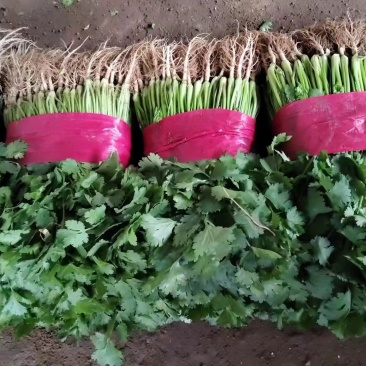 本地大叶香菜大量上市，质量保证，支持各种包装需要联系