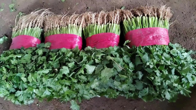 本地大叶香菜大量上市，质量保证，支持各种包装需要联系
