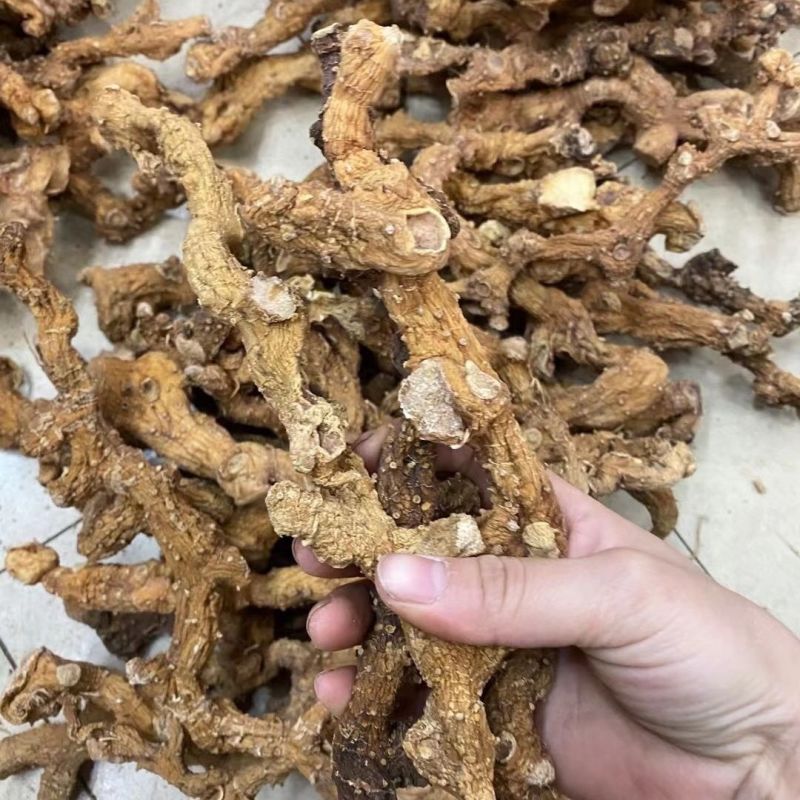 【精选】野生黄精，鲜货产地批发，品质保证量大从优