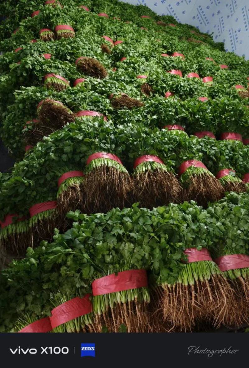 邯郸本地大叶香菜大量上市，质量保证，支持各种包装，需要联系我
