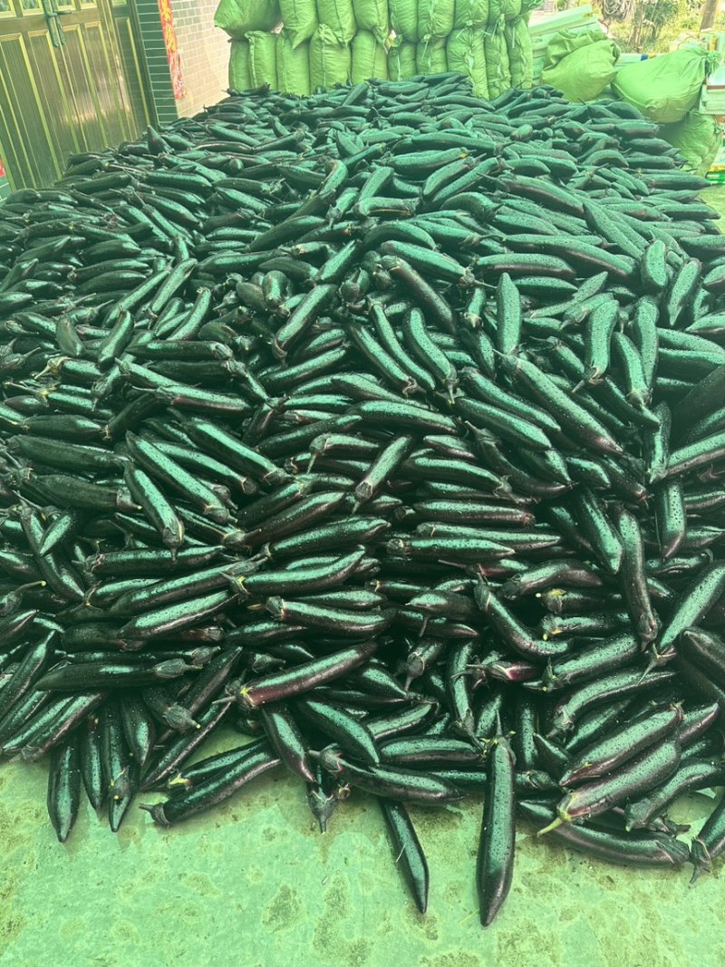 四川精品茄子