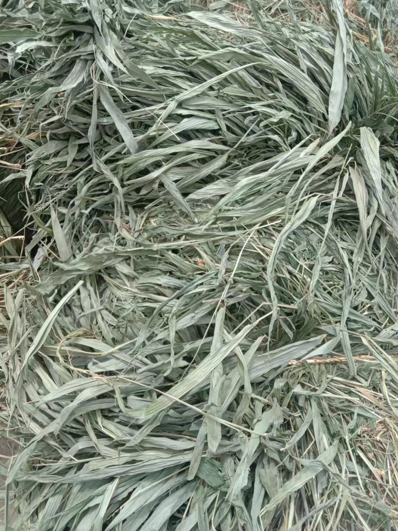 野生淡竹叶优质精心挑选视频看货量大从优货源充足