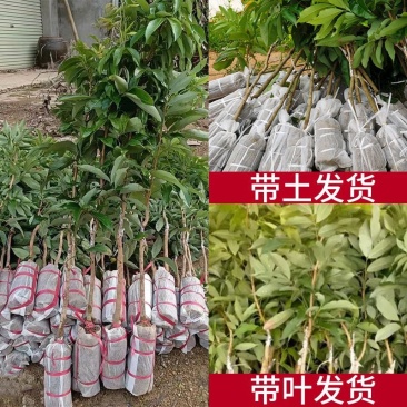 冰荔枝大果无核正宗果树苗南方种植带土带叶发嫁接苗果树苗特大果