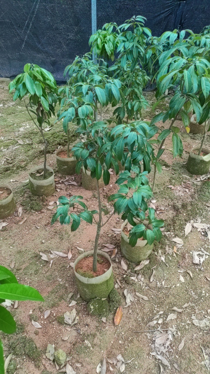 冰荔枝大果无核正宗果树苗南方种植带土带叶发嫁接苗果树苗特大果