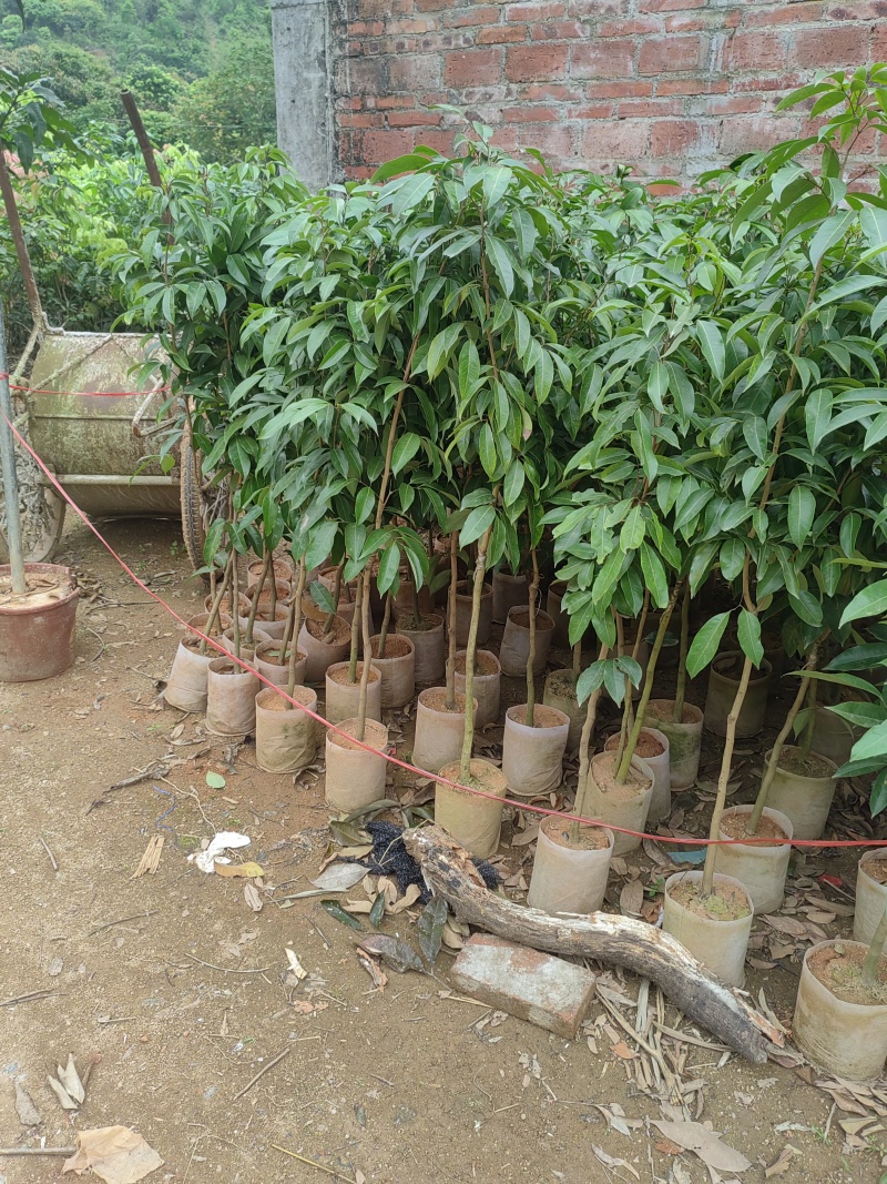 冰荔枝大果无核正宗果树苗南方种植带土带叶发嫁接苗果树苗特大果