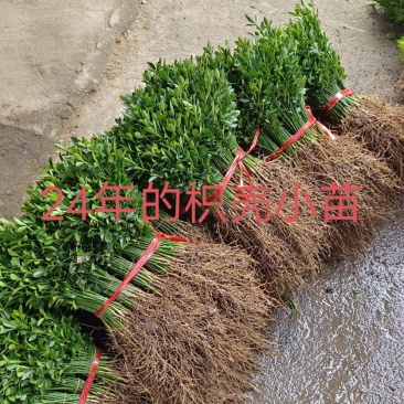 枳壳苗枳壳小苗枳壳大苗枸桔苗篱笆刺苗包邮