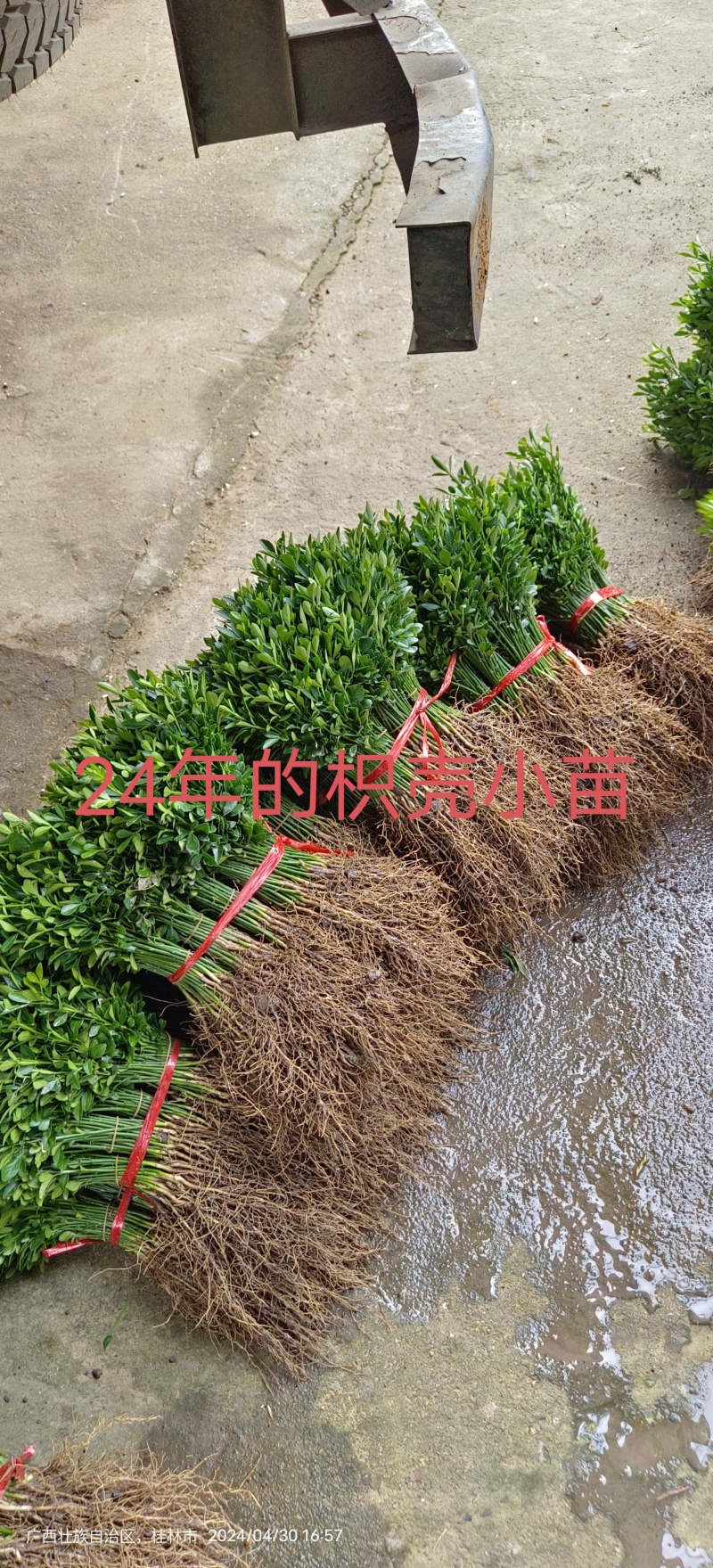 枳壳苗枳壳小苗枳壳大苗枸桔苗篱笆刺苗包邮