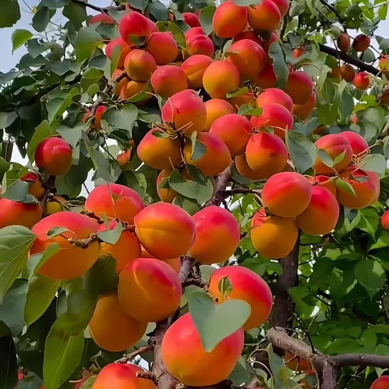 红丰杏树苗基地现起现发东北耐寒新品种杏树苗辽宁果树苗