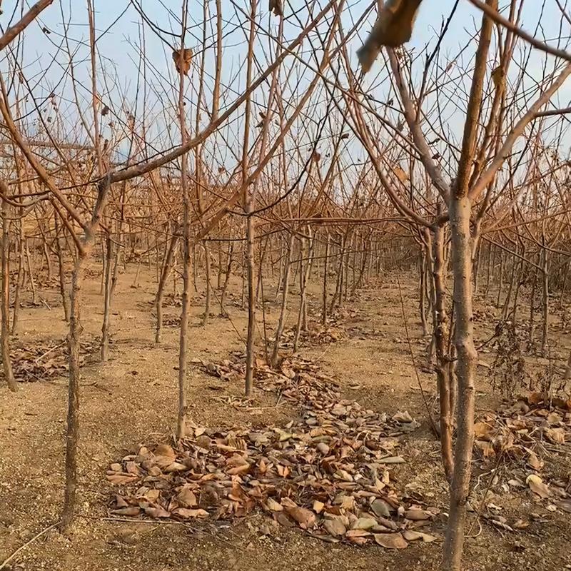 红丰杏树苗基地现起现发东北耐寒新品种杏树苗辽宁果树苗