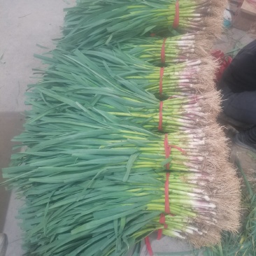 精品蒜苗大量供应