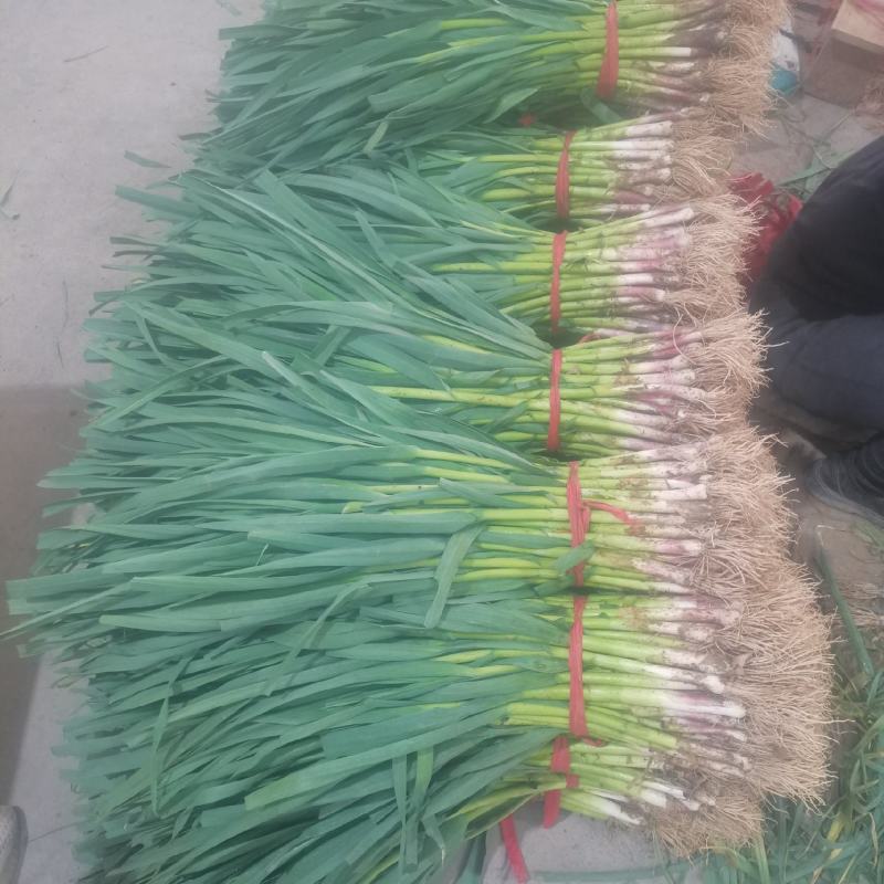 精品蒜苗大量供应