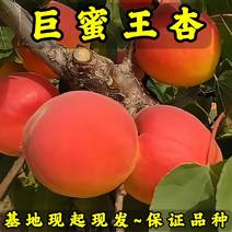 巨蜜王杏树苗基地现起现发东北耐寒新品种杏树苗辽宁果树苗
