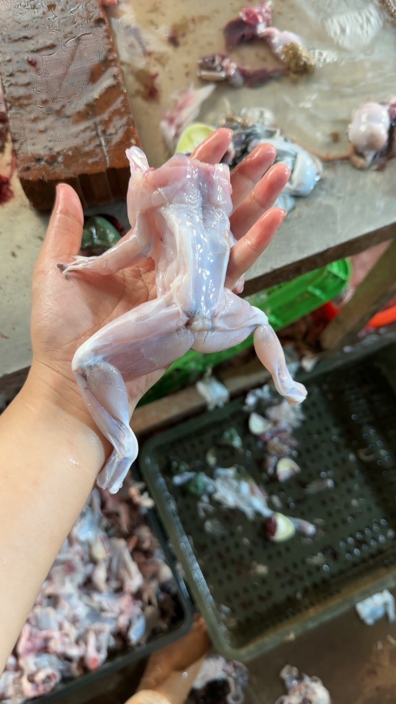 牛蛙鲜活冷冻新鲜特大全蛙肉