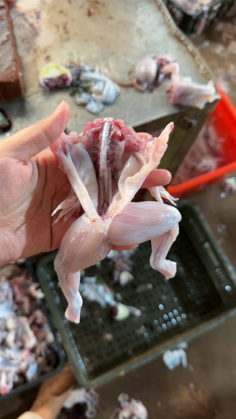 牛蛙鲜活冷冻新鲜特大全蛙肉