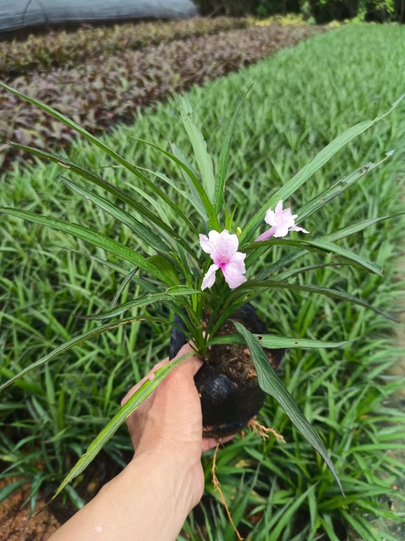 翠芦莉小袋中袋基地直销质量优质欢迎老板来电咨询合作