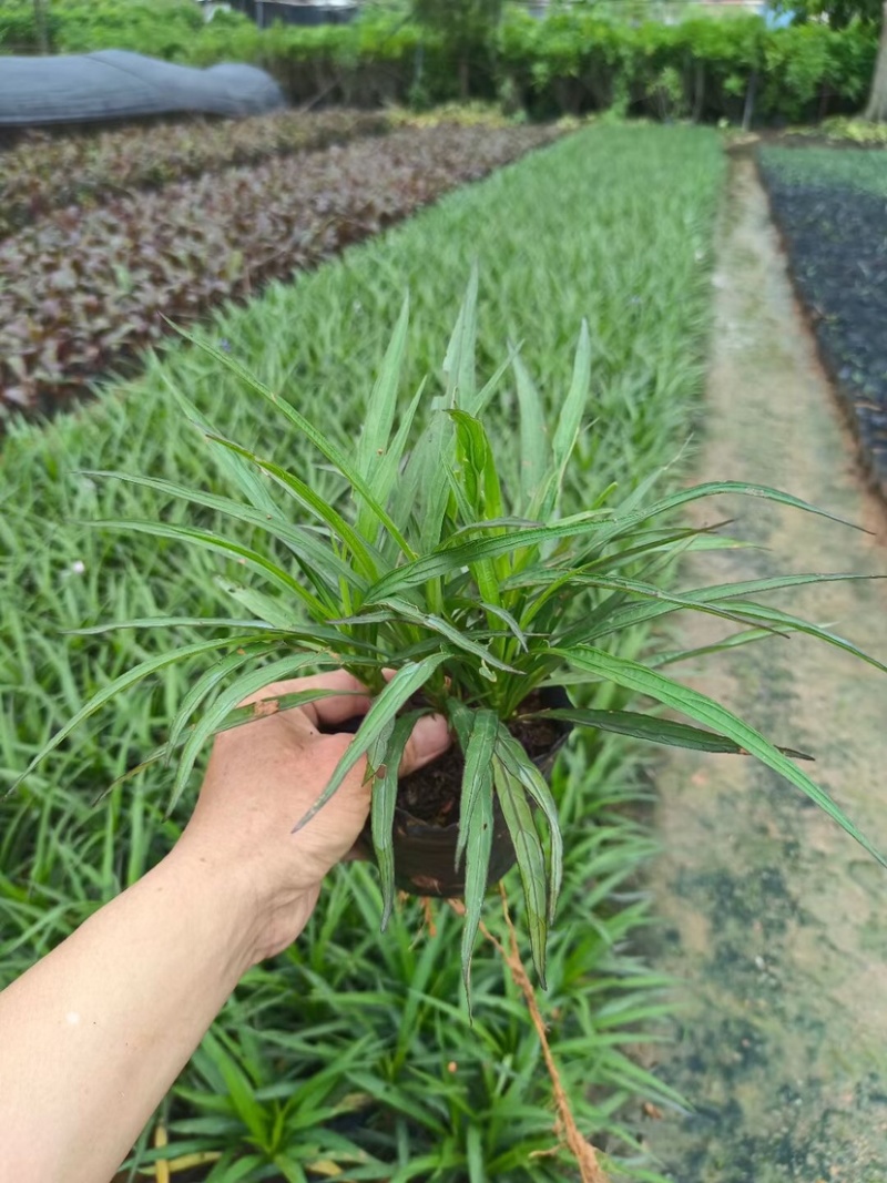 翠芦莉小袋中袋基地直销质量优质欢迎老板来电咨询合作