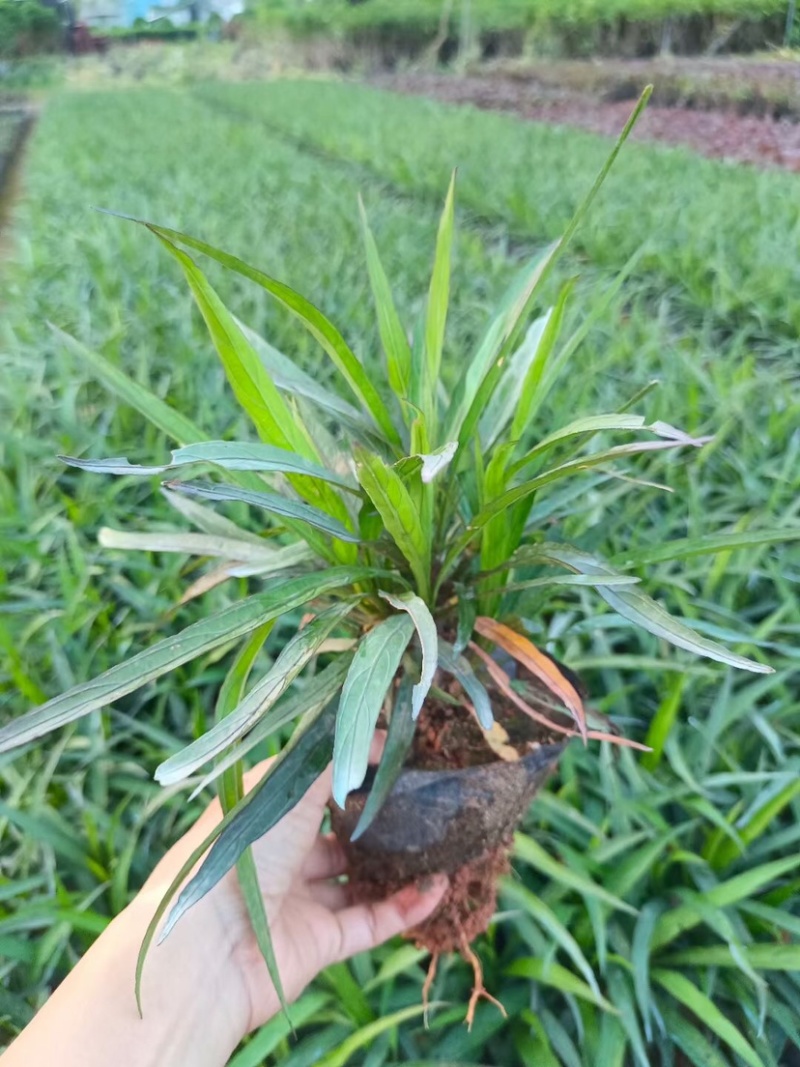 翠芦莉小袋中袋基地直销质量优质欢迎老板来电咨询合作